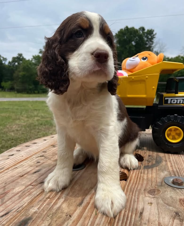 A liver and white Springer Spaniel