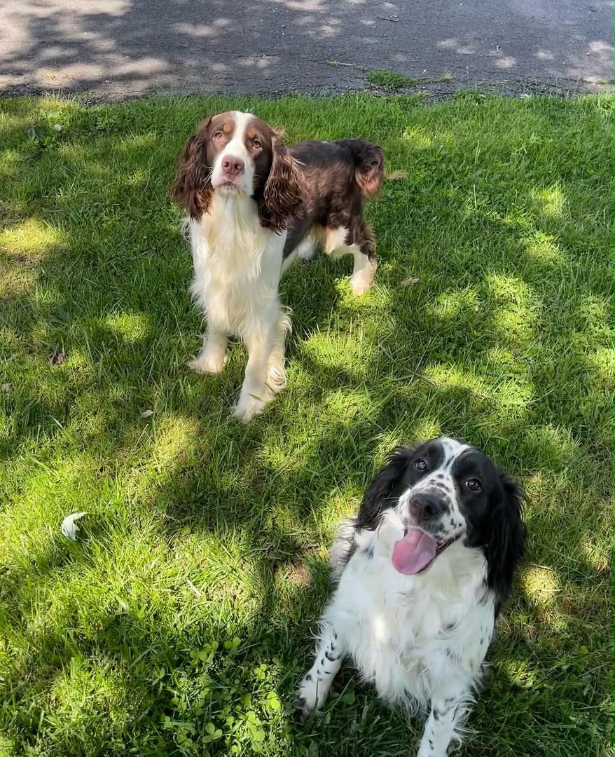 A liver and white English Springer Spaniel puppy raised by Jeffrey's