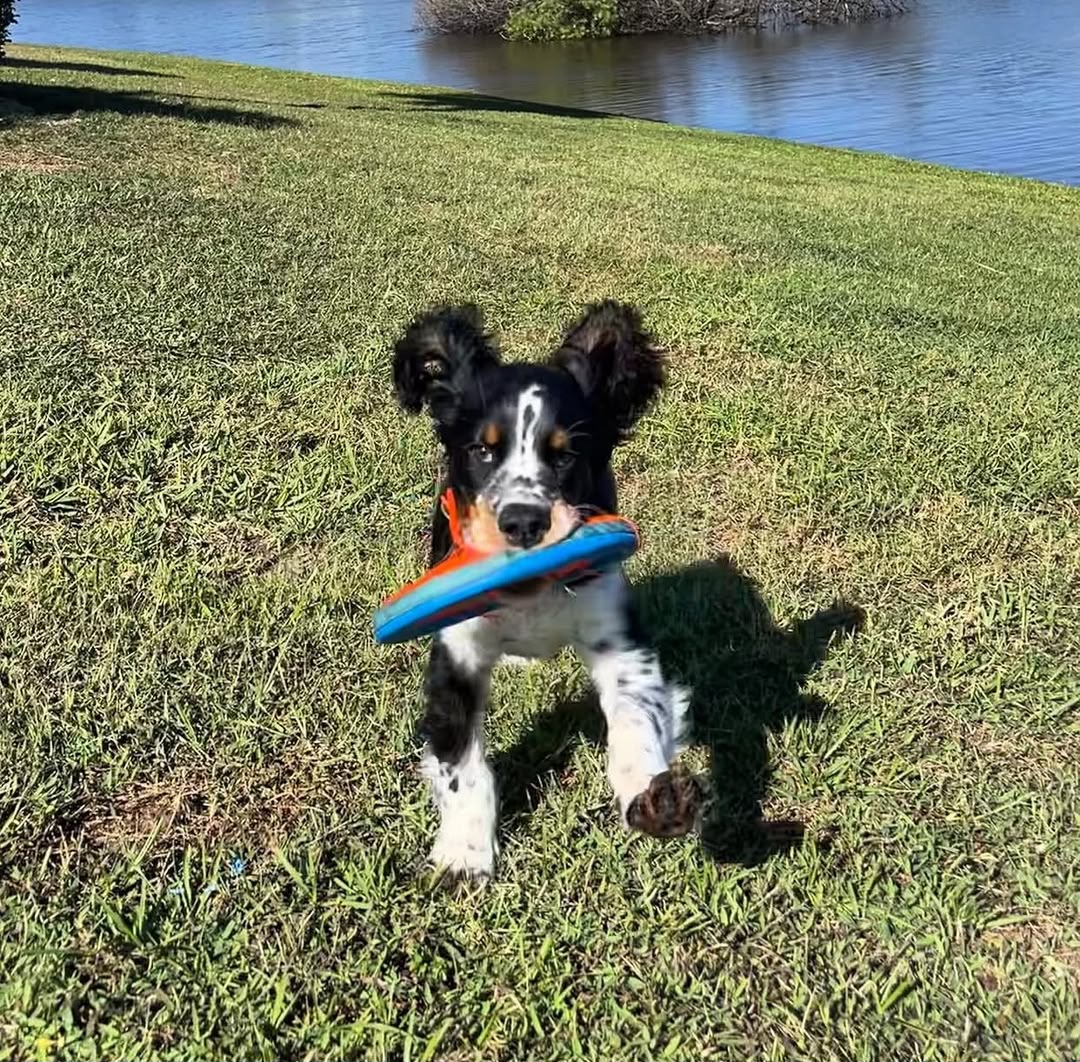 A happy English Springer Spaniel